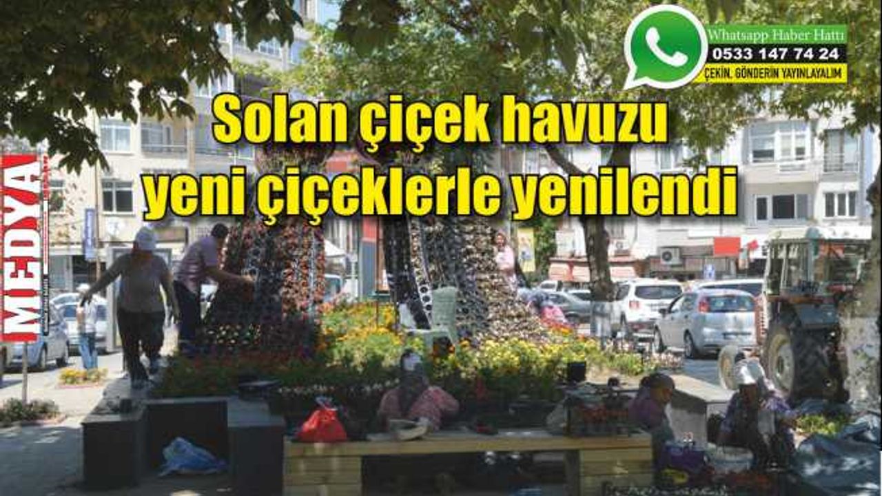 Solan çiçek havuzu yeni çiçeklerle yenilendi