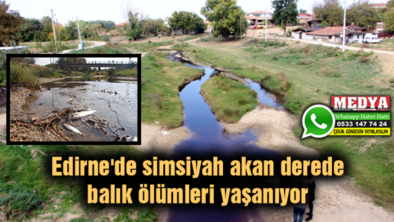 Edirne'de simsiyah akan derede balık ölümleri yaşanıyor