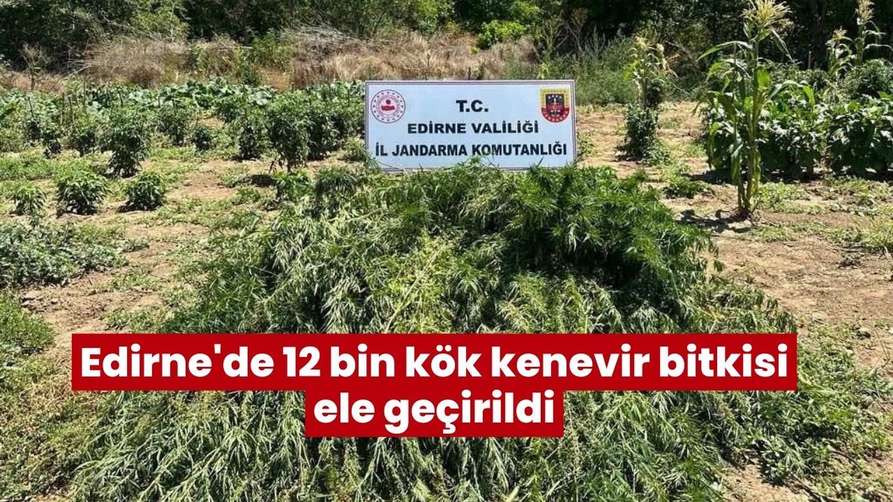 Edirne'de 12 bin kök kenevir bitkisi ele geçirildi