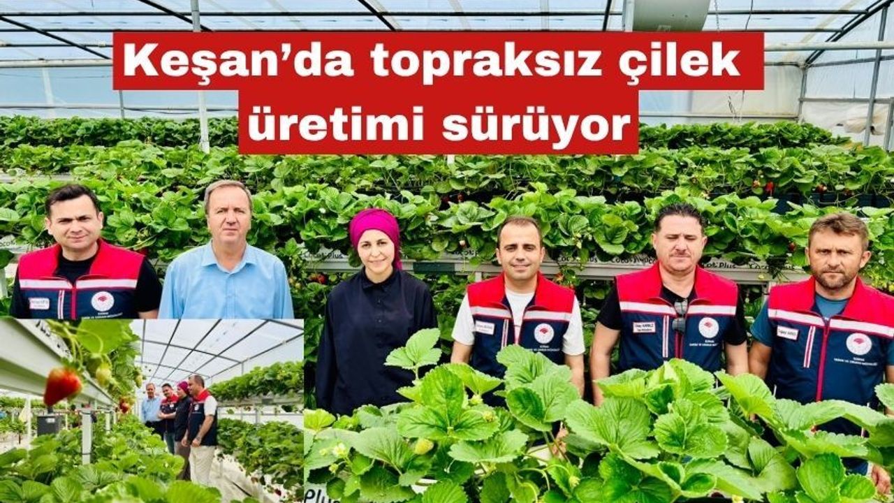 Keşan’da topraksız çilek üretimi sürüyor