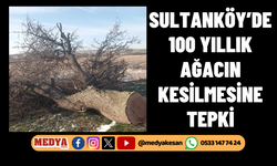 Sultanköy’de 100 yıllık ağacın kesilmesine tepki