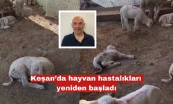 Keşan'da hayvan hastalıkları yeniden başladı