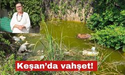 Keşan’da  su dolu çukurda başsız 3 ölü köpek bulundu