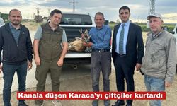 Sulama kanalına düşen karacayı çiftçiler kurtardı