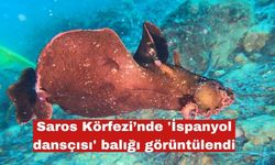 Saros Körfezi’nde 'İspanyol dansçısı' balığı görüntülendi