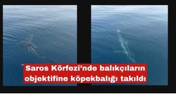 Saros Körfezi’nde balıkçıların objektifine köpekbalığı takıldı