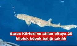 Saros Körfezi'nde 25 kiloluk köpek balığı