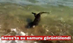 Saros’ta su samuru görüntülendi