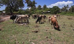 Afrika Kurban Bağışı ile Dayanışmanın Gücü