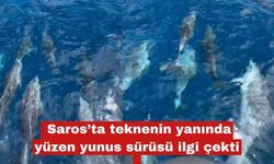 Saros’ta teknenin yanında yüzen yunus sürüsü ilgi çekti