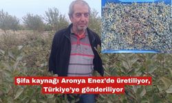 Şifa kaynağı Aronya Enez’de üretiliyor