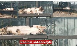 Kedinin sabah keyfine şahit oldum