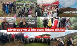 Sivritepe’ye 2 bin çam fidanı dikildi