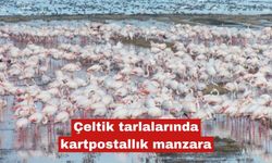 Çeltik tarlalarında kartpostallık manzara