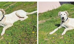 Sokak hayvanları için anlamlı yemek: "Bir bilet, bir can"