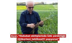 Açar, “Hububatta kök çürüklüğü tehlikesi!!! yaşıyoruz”