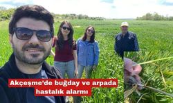 Akçeşme’de buğday ve arpada hastalık alarmı
