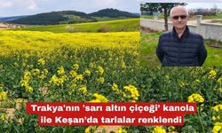 Trakya'nın 'sarı altın çiçeği’ kanola ile Keşan renklendi
