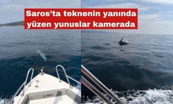Saros’ta teknenin yanında yüzen yunuslar kamerada