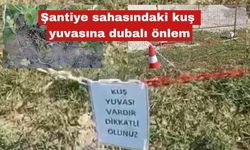 Şantiye sahasındaki kuş yuvasına dubalı önlem