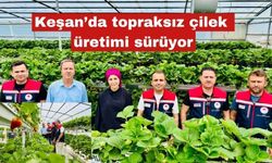 Keşan’da topraksız çilek üretimi sürüyor