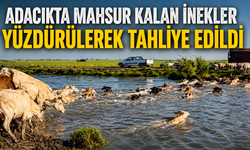 Adacıkta mahsur kalan inekler yüzdürülerek tahliye edildi