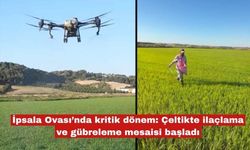 Çeltikte ilaçlama ve gübreleme mesaisi başladı