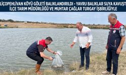 Aliçopehlivan Köyü Göleti canlandı