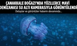 Çanakkale Boğazı'nda yüzlerce mavi denizanası