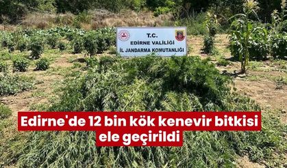 Edirne'de 12 bin kök kenevir bitkisi ele geçirildi