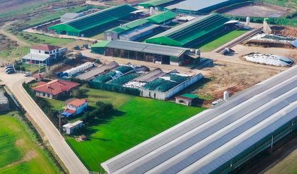 Trakya'nın ilk mezatı yarın Evreşe'de yapılacak