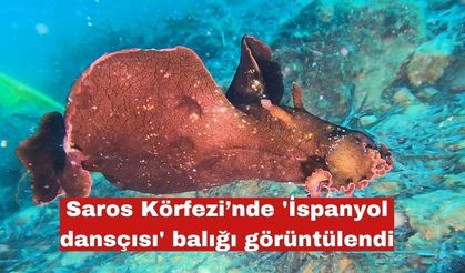 Saros Körfezi’nde 'İspanyol dansçısı' balığı görüntülendi