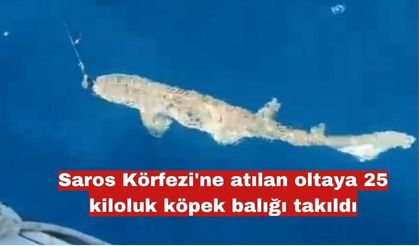 Saros Körfezi'nde 25 kiloluk köpek balığı