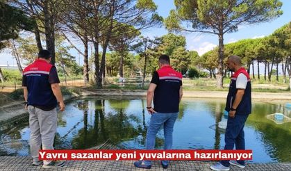 Yavru sazanlar yeni yuvalarına hazırlanıyor