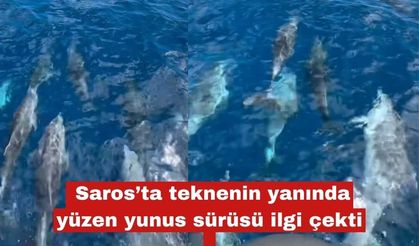 Saros’ta teknenin yanında yüzen yunus sürüsü ilgi çekti