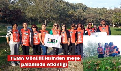 TEMA Gönüllülerinden meşe palamudu etkinliği