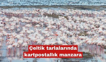 Çeltik tarlalarında kartpostallık manzara