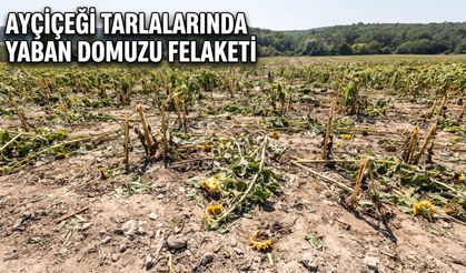 Çamlıca'da üreticilerin domuz kabusu