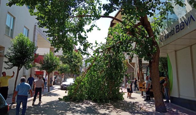 Dut ağacının dalları yola devrilince trafik aksadı