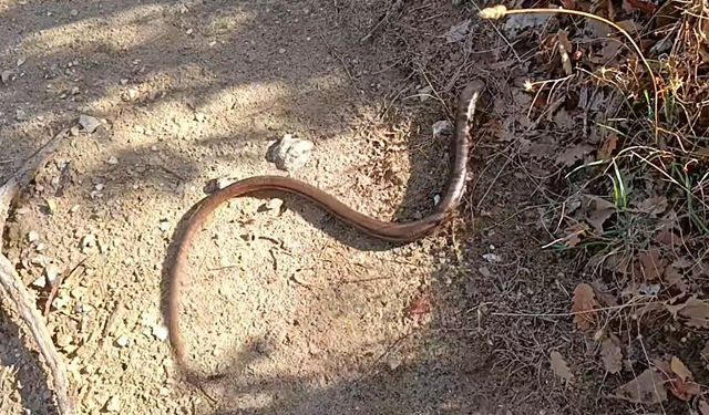 Doğa yürüyüşünde oluklu kertenkele ile karşılaştılar