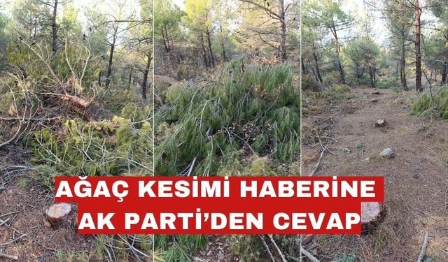 Ağaç haberimize AK Parti'den cevap