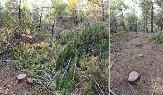 Keşan’da Sarıkız bölgesinde ağaç katliamı