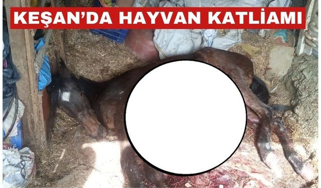 Keşan’da Vahşet: Bağlı haldeki at parçalanmış halde bulundu