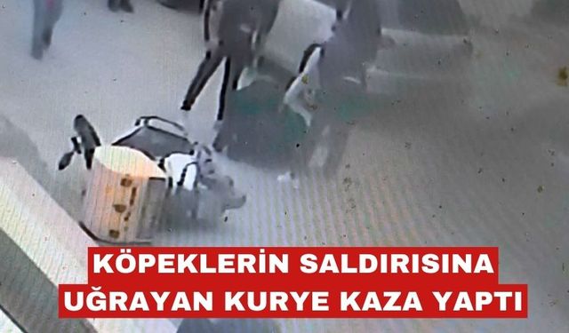 Köpeklerin kovaladığı motokurye kaza yaptı