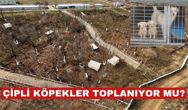 Keşan'da “Çipli köpekleri bile topluyorlar mı?”