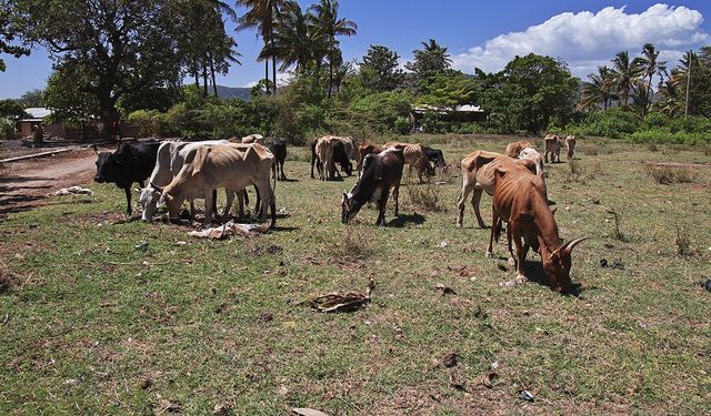 Afrika Kurban Bağışı ile Dayanışmanın Gücü
