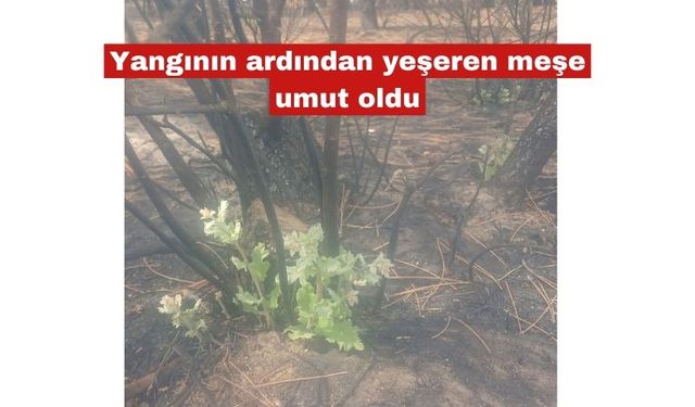 Yangının ardından yeşeren meşe umut oldu