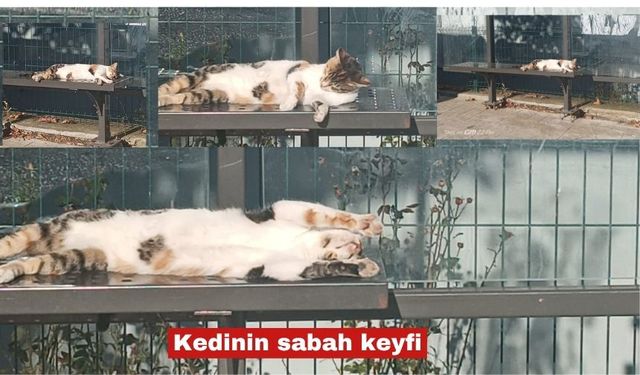 Kedinin sabah keyfine şahit oldum