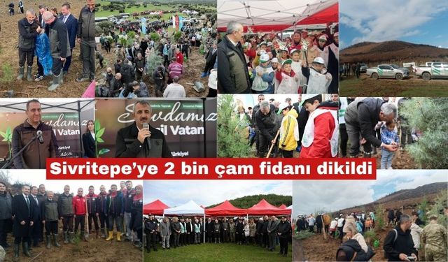Sivritepe’ye 2 bin çam fidanı dikildi