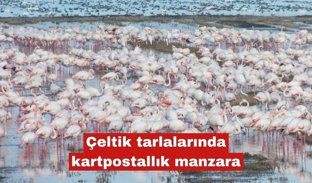 Çeltik tarlalarında kartpostallık manzara